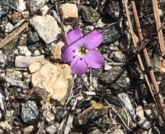 Gilia cana