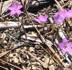 Gilia cana
