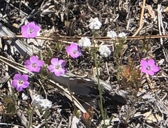 Gilia cana
