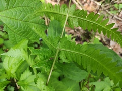 Metathelypteris laxa