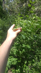 Philadelphus lewisii