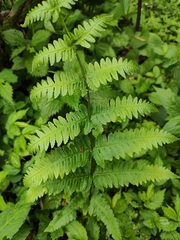 Metathelypteris laxa