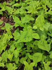 Persicaria thunbergii