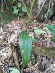 Dendropanax dentiger