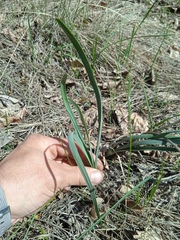 Allium strictum