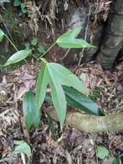 Dendropanax dentiger