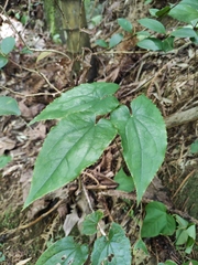 Epimedium sagittatum