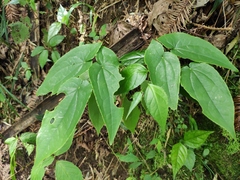 Epimedium sagittatum