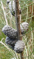 Allocasuarina paradoxa