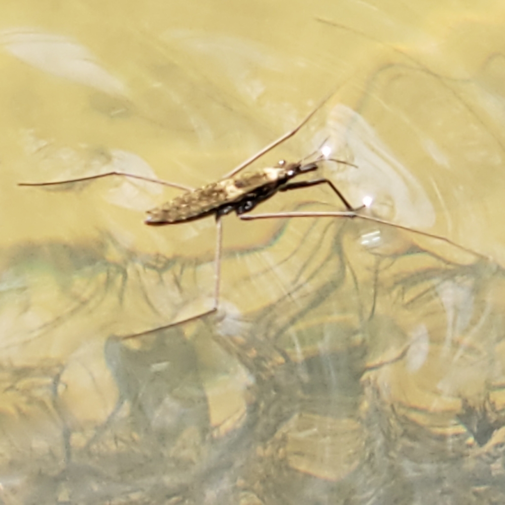 Common Water Strider