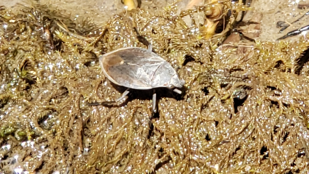Belostoma flumineum