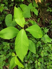 Persicaria filiformis