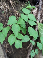 Thalictrum acutifolium