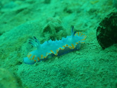 Mexichromis macropus