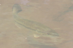 Micropterus punctulatus