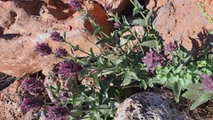 Nepeta trachonitica