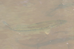 Micropterus punctulatus