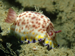 Goniobranchus aureopurpureus