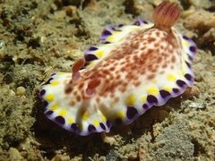 Goniobranchus aureopurpureus