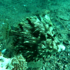 Chaetodermis penicilligerus