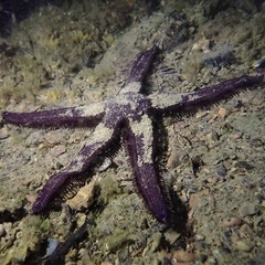 Astropecten preissi