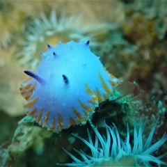 Mexichromis macropus