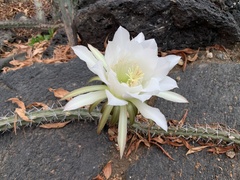Selenicereus spinulosus