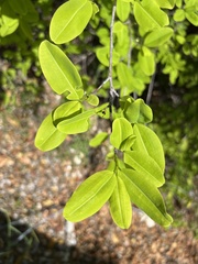Erythroxylum areolatum