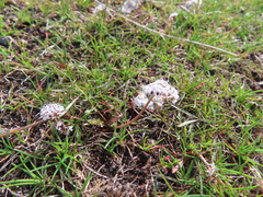Lomatium geyeri
