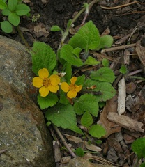 Chrysogonum