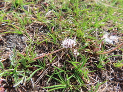 Lomatium geyeri