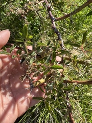 Phyllocoptes fructiphilus