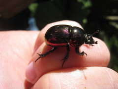 Trypocopris pyrenaeus