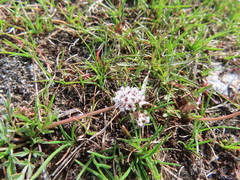 Lomatium geyeri