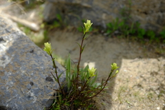 Castilleja occidentalis