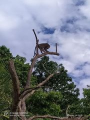 Macaca fascicularis philippensis