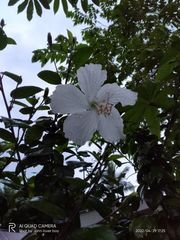 Hibiscus