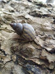 Gastropoda