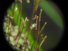 Stylidium tenerum