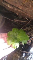 Darmera peltata