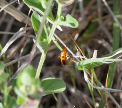 Phyllobrotica sororia