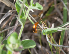 Phyllobrotica sororia