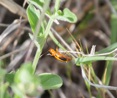 Phyllobrotica sororia