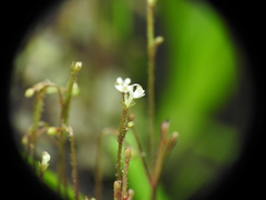 Stylidium tenerum