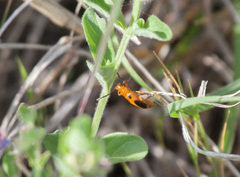 Phyllobrotica sororia