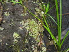 Stylidium tenerum