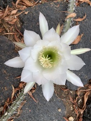 Selenicereus spinulosus