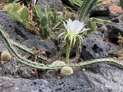 Selenicereus spinulosus