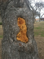 Fungi