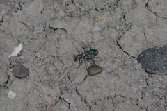 Cicindela decemnotata